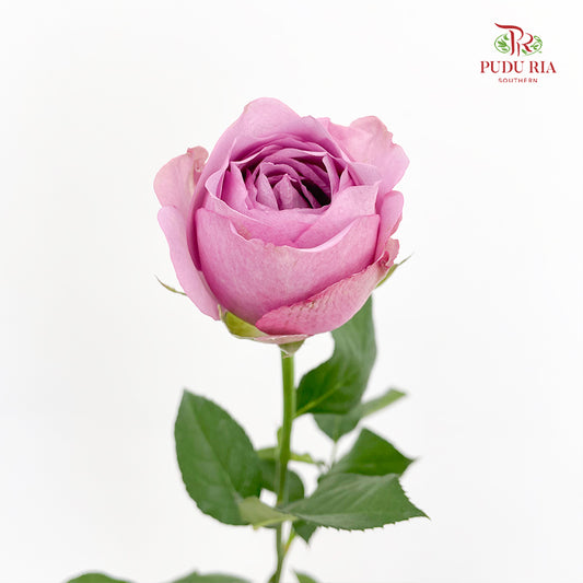Rose Dark Purple - (19-20 Stems)