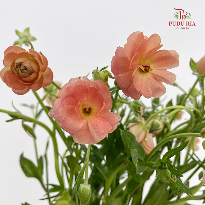 Ranunculus Butterfly Orange 蝴蝶洋牡丹 - (8-10 Stems)