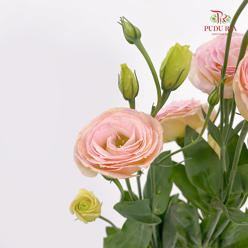 Eustoma Gleam - (12-15 Stems)