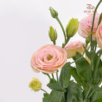 Eustoma Gleam - (12-15 Stems)
