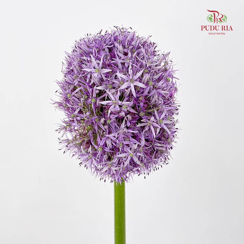 Allium Globemaster 大花葱球王 - (2 Stems)