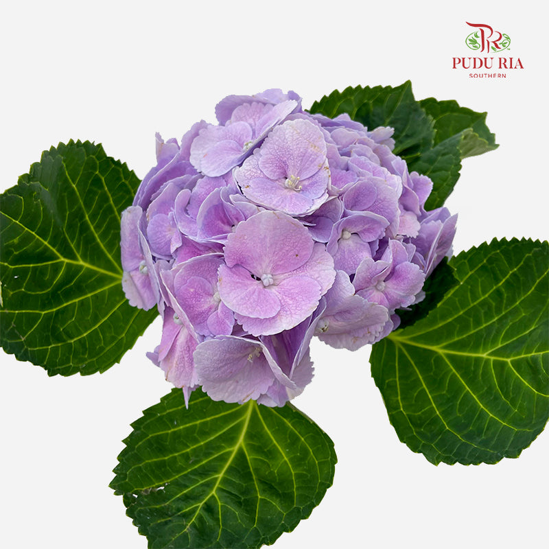 Hydrangea 绣球花 - (Per Stem)