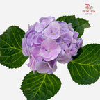 Hydrangea 绣球花 - (Per Stem)