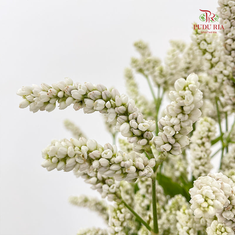 Polygonum White - (Per Bundle)