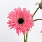 Gerbera Spider Pink - (8-10 Stems)