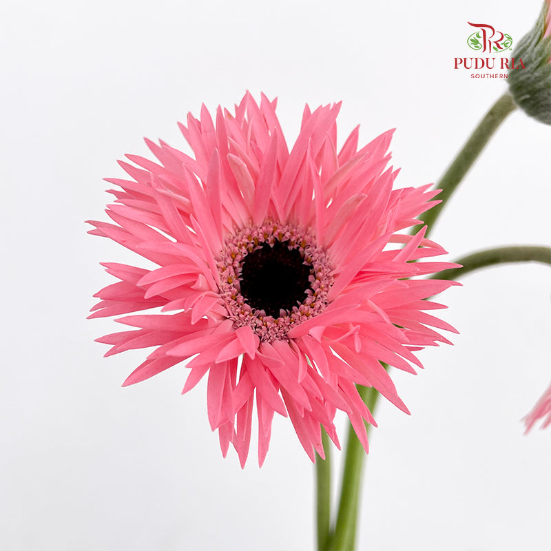 Gerbera Spider Pink - (8-10 Stems)