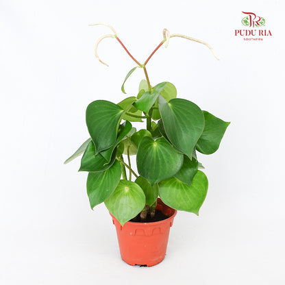 Peperomia Polybotrya