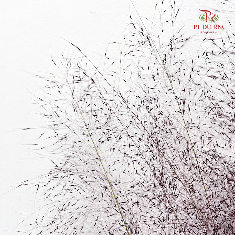 Muhlenbergia Capillaris - (Per Bundle)