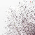 Muhlenbergia Capillaris - (Per Bundle)