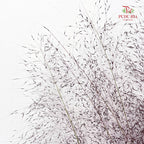 Muhlenbergia Capillaris - (Per Bundle)