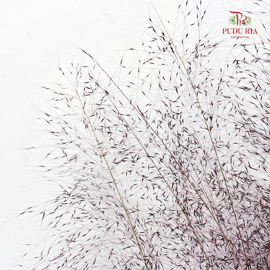 Muhlenbergia Capillaris - (Per Bundle)