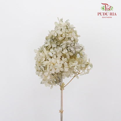 Preservative Hydrangea Peegee Beige - Pudu Ria Florist Southern