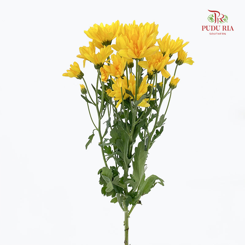 Chrysanthemum Pompom Yellow / Orange 1 - (10-12 Stems)