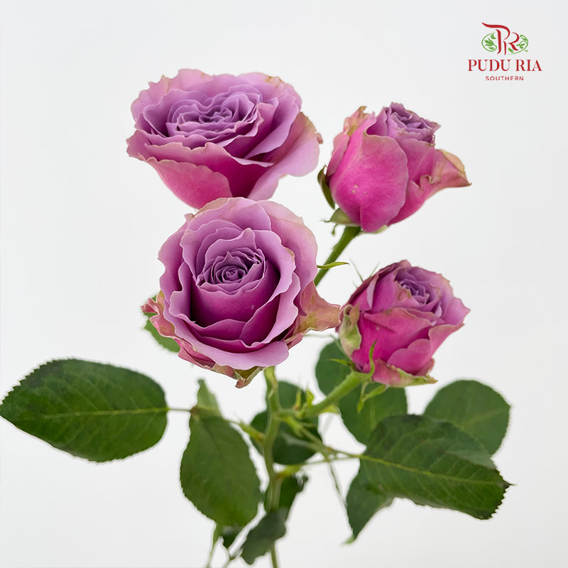 Rose Spray Purple Sky - (8-10 Stems)