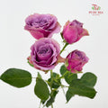 Rose Spray Purple Sky - (8-10 Stems)