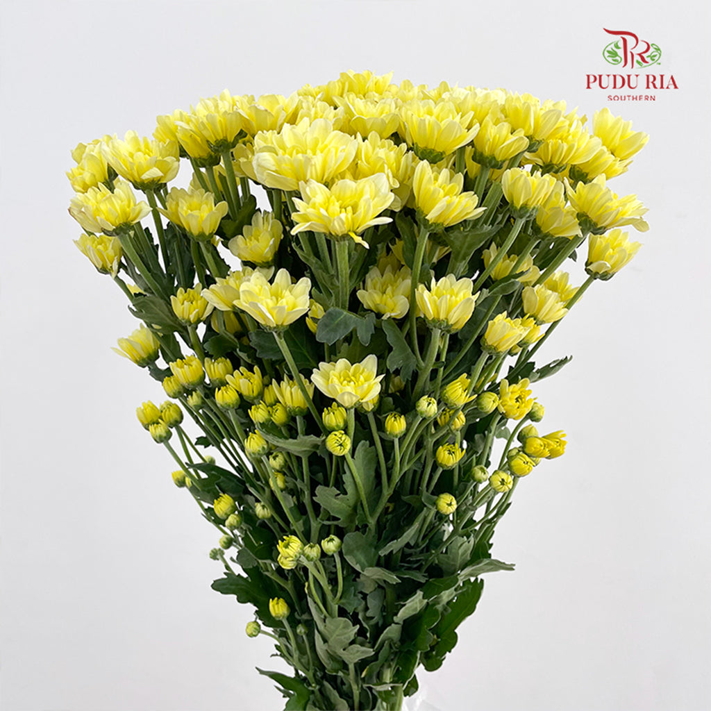 Chrysanthemum Pompom Resq Yellow - (10-12 Stems)