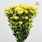 Chrysanthemum Pompom Resq Yellow - (10-12 Stems)