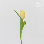 Tulip Yellow 郁金香 - (8-10 Stems)