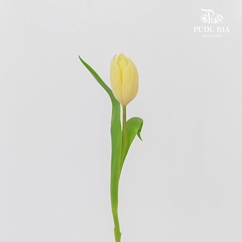 Tulip Light Yellow - (8-10 Stems)
