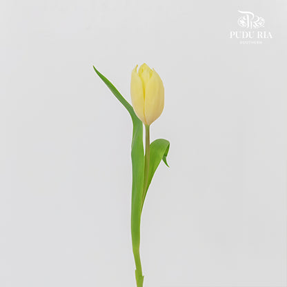 Tulip Light Yellow - (8-10 Stems)