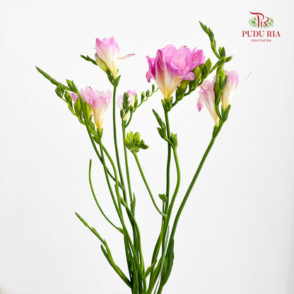 Freesia Dark Pink - (5 Stems)