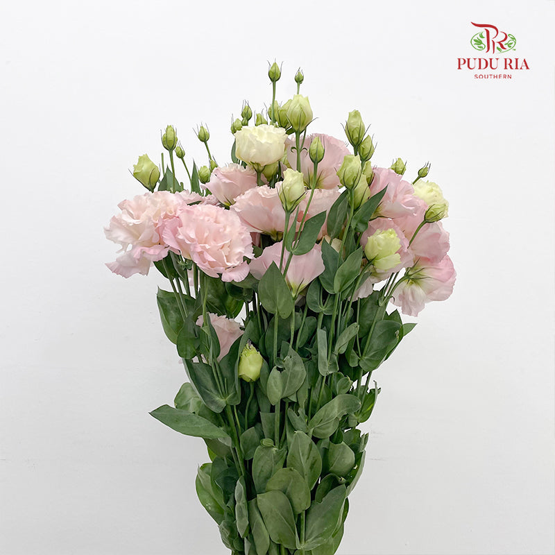 Eustoma Wave Pink - (12-15 Stems)