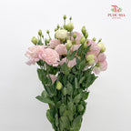 Eustoma Wave Pink - (12-15 Stems)