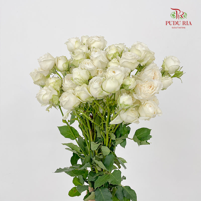 Rose Spray Princess Fairy Kiss White - (10-12 Stems)