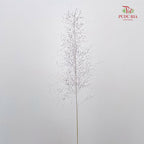 Muhlenbergia Capillaris - (Per Bundle)