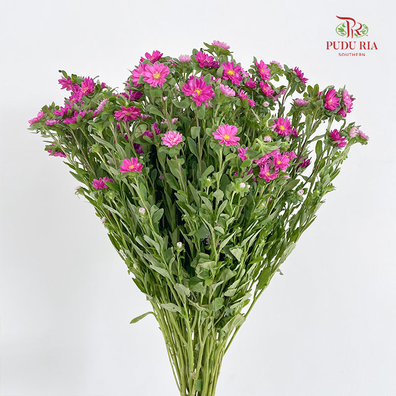 Mini Aster 迷你翠菊 Pink - (Per Bundle)