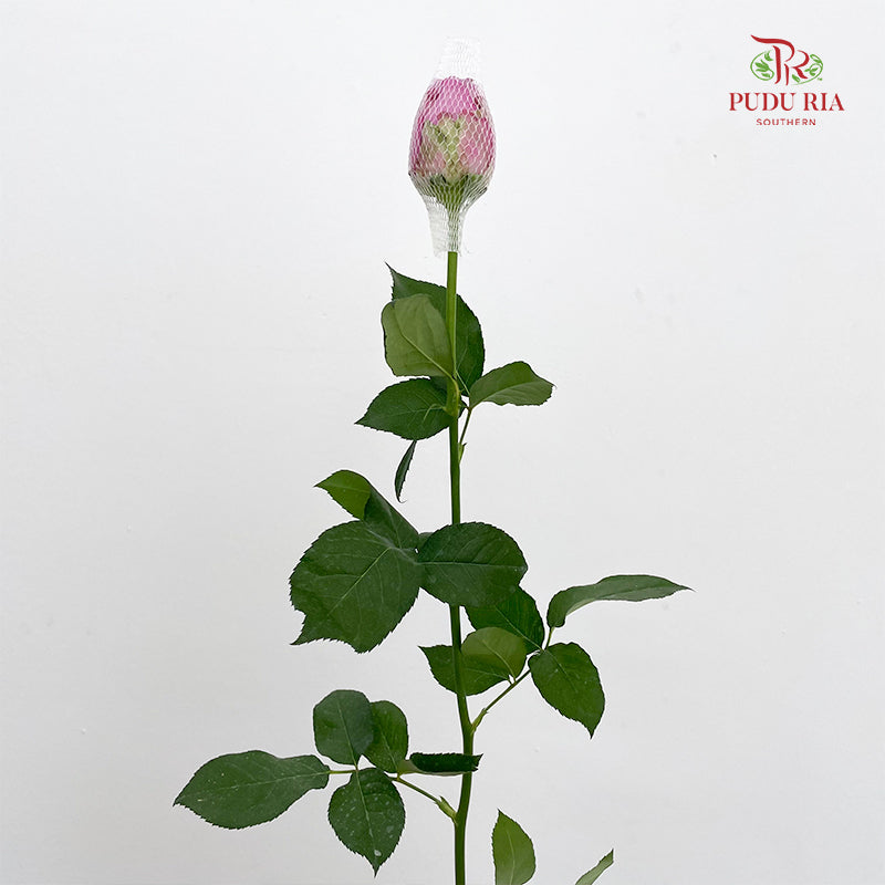 Rose Dark Purple - (19-20 Stems)