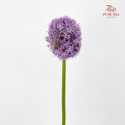 Allium Globemaster 大花葱球王 - (2 Stems)