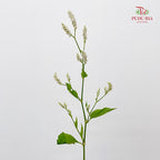 Polygonum White - (Per Bundle)