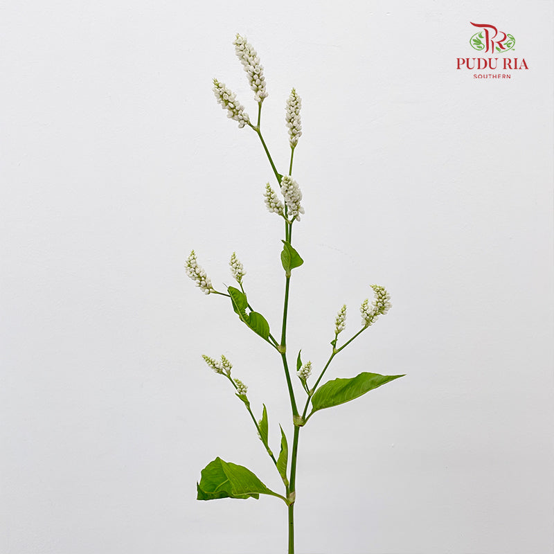 Polygonum White - (Per Bundle)