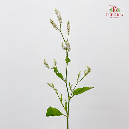 Polygonum White - (Per Bundle)