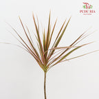 Marginata Red - (5 Stems)