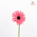 Gerbera Spider Pink - (8-10 Stems)
