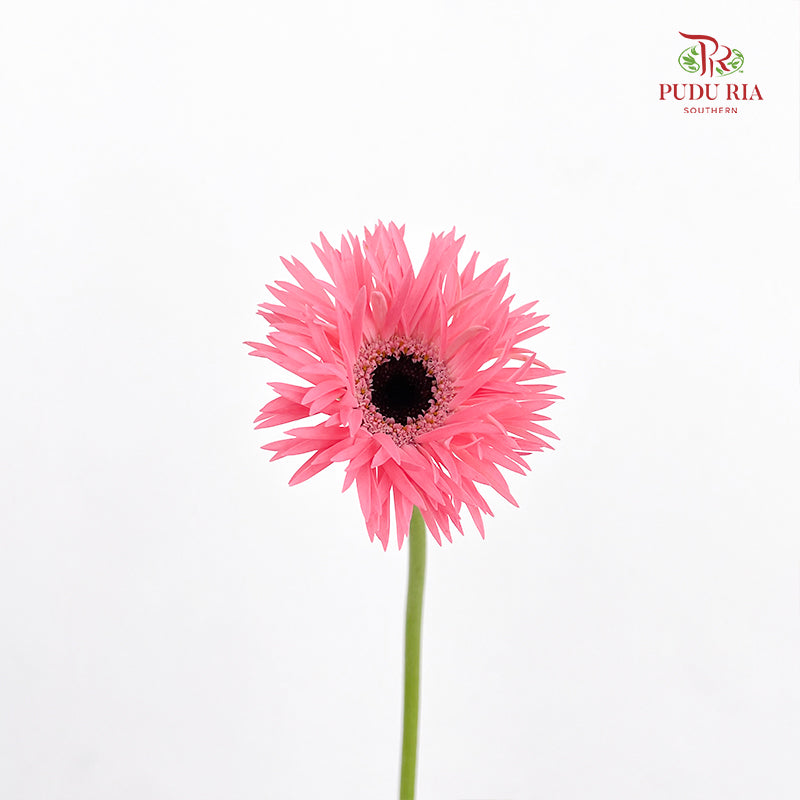 Gerbera Spider Pink - (8-10 Stems)