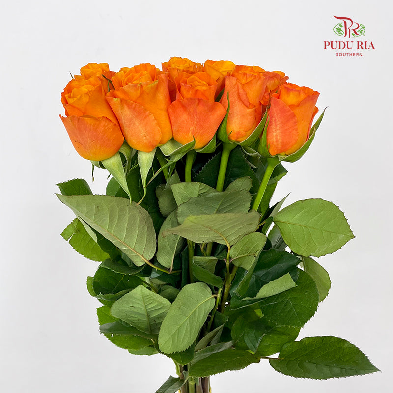 Rose Tabasco - (8-10 Stems)