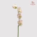 Sweet Pea - (5 Stems)