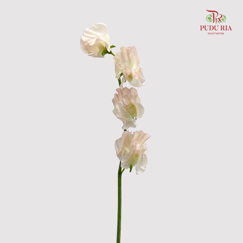 Sweet Pea - (5 Stems)