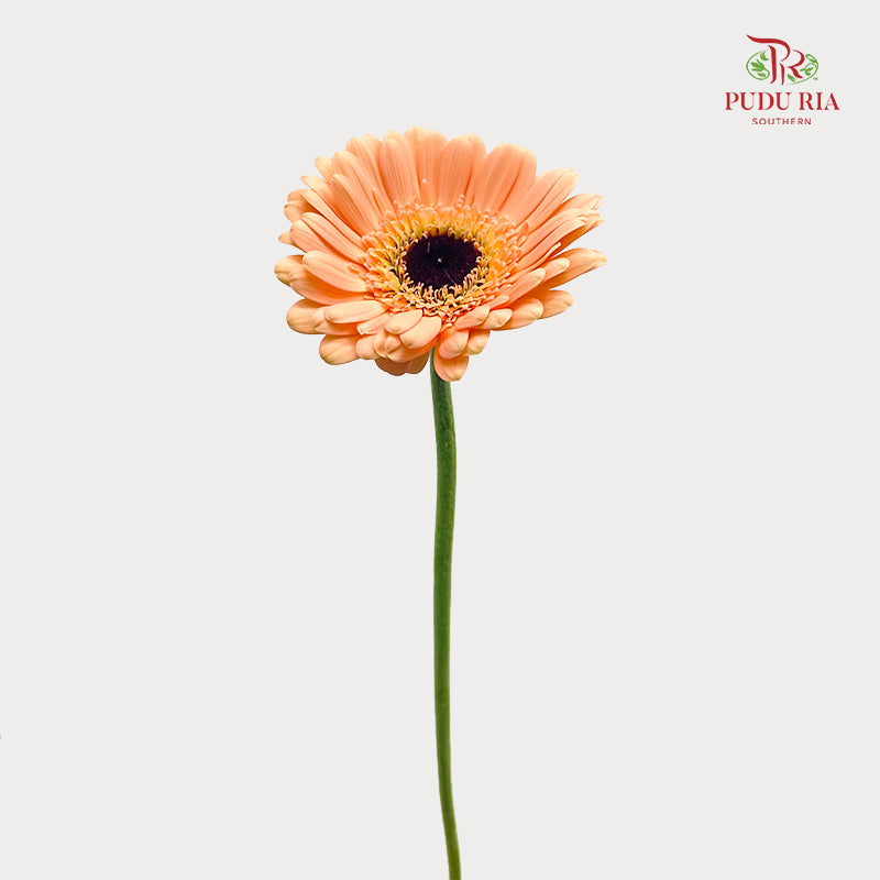 Gerbera Mini Orange 非洲菊 - (8-10 Stems)