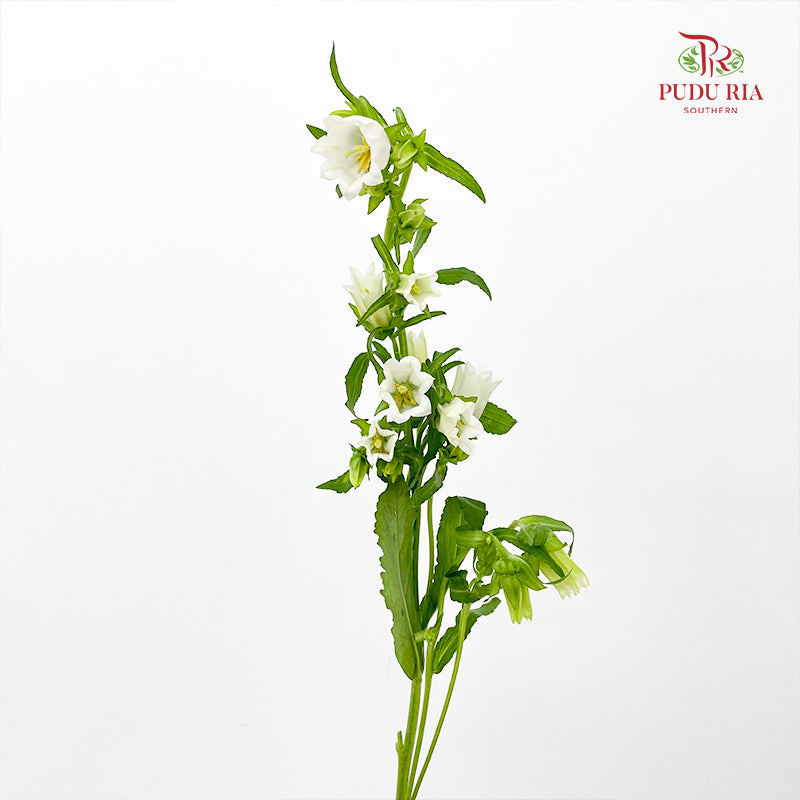 Campanula White 风铃草 - (Per Bundle)