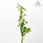 Campanula White 风铃草 - (Per Bundle)