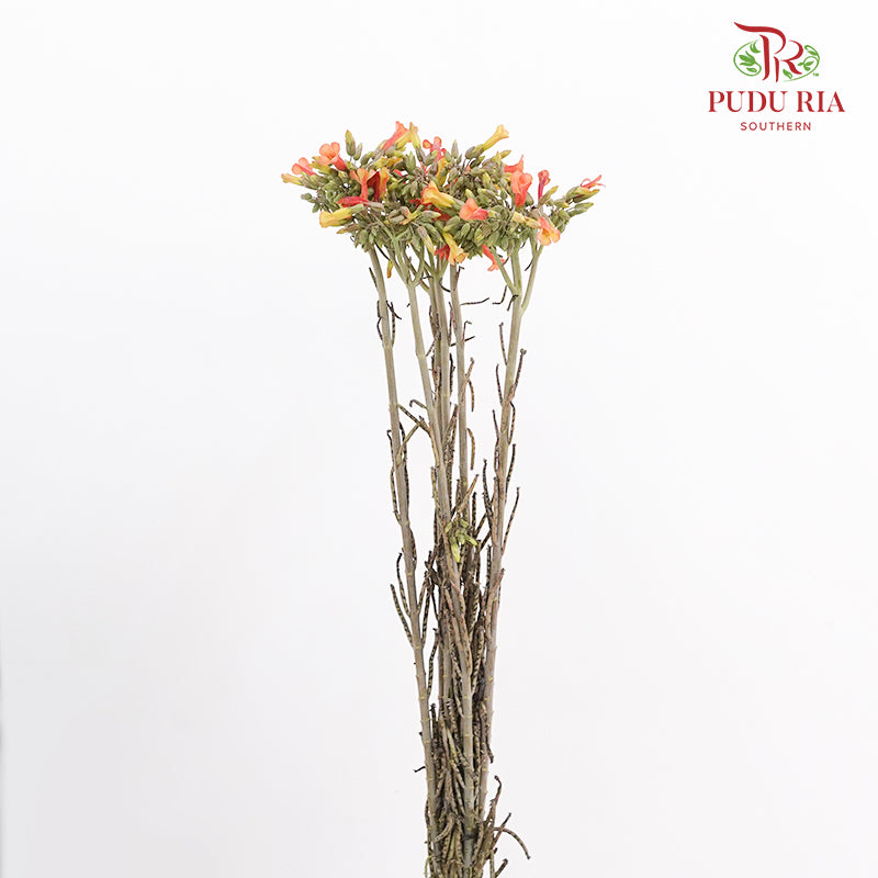 Kalanchoe Delagoensis (Fuchsia) - (Per Bundle)