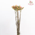 Kalanchoe Delagoensis (Fuchsia) - (Per Bundle)