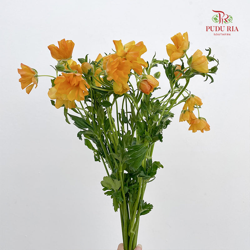 Ranunculus Butterfly Orange 蝴蝶洋牡丹 - (8-10 Stems)