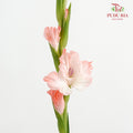 Gladiolus - Pink - (10 Stems)