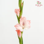 Gladiolus Pink - ( 9 - 10 Stems)