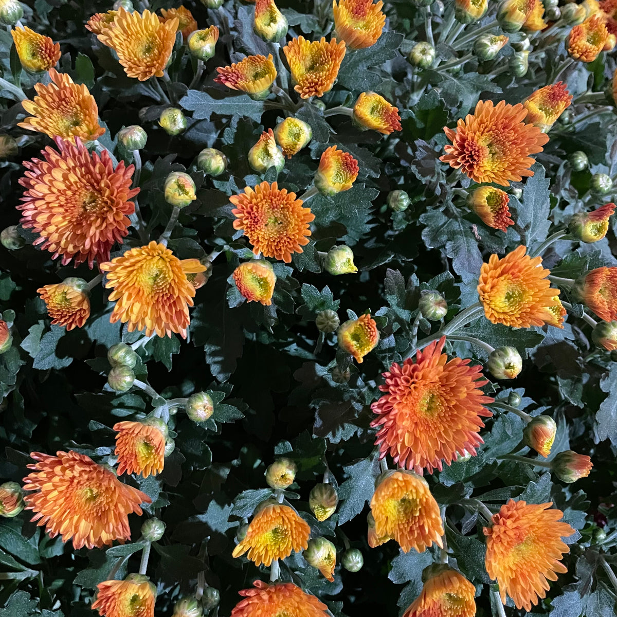 Chrysanthemum Gypsophilla P310 菊花满天星 2025